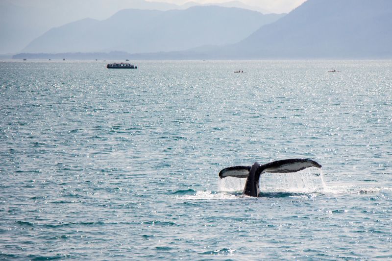 Holkham-Bucht, Alaska - Foto: Pixabay