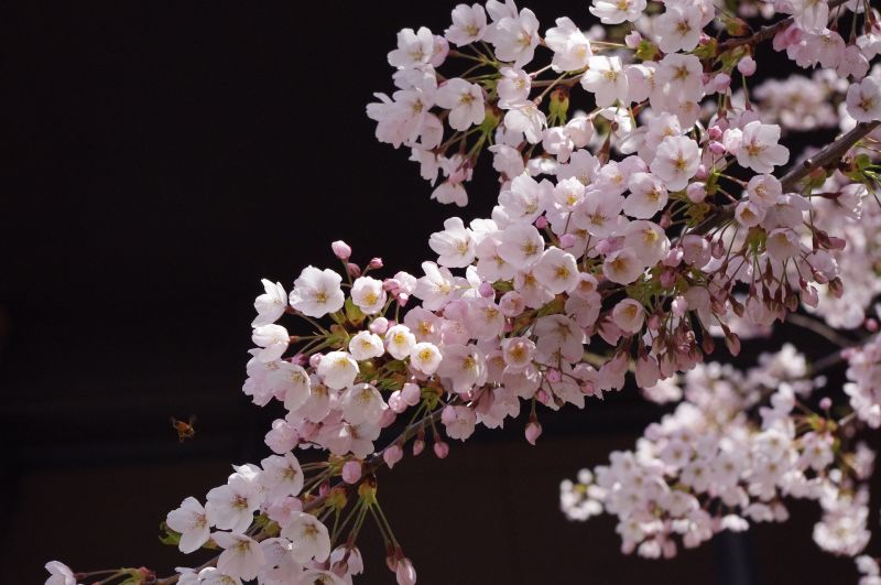 Sakaiminato, Japan - Foto: Pixabay