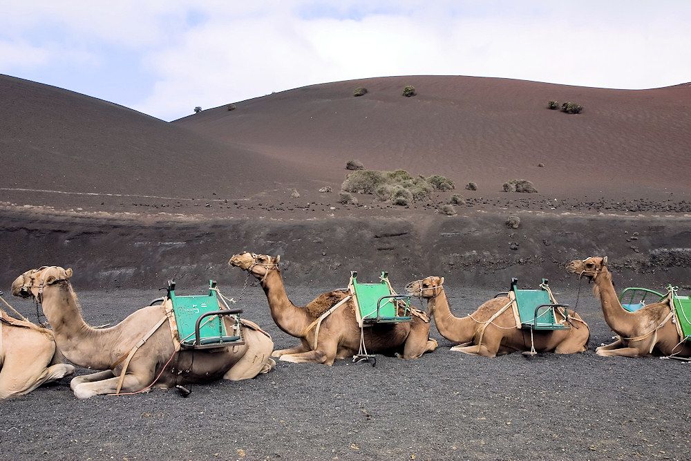 Eine der Hauptinseln der Kanarischen Inseln ist Lanzarote Kamele auf Lanzarote, der nordöstlichsten der Kanarischen Inseln