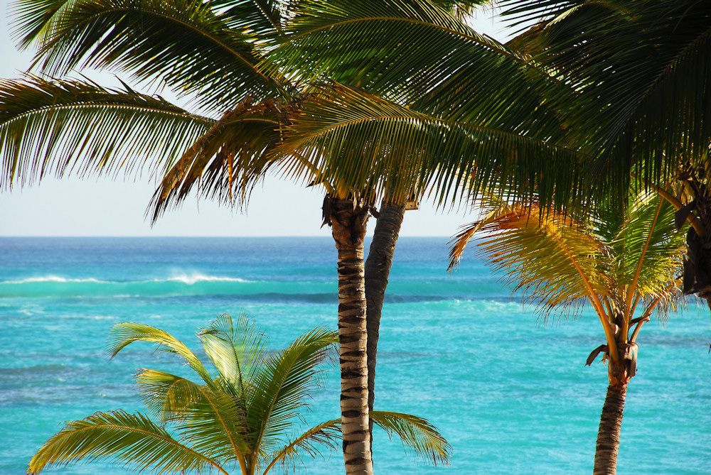Kein Paradies ohne Palmen