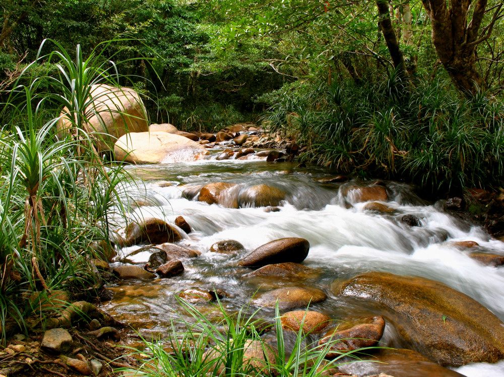 Regenwälder sind Schätze der Erde