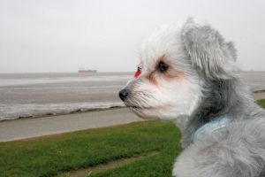 Hunde auf Kreuzfahrt Hunde auf Kreuzfahrt