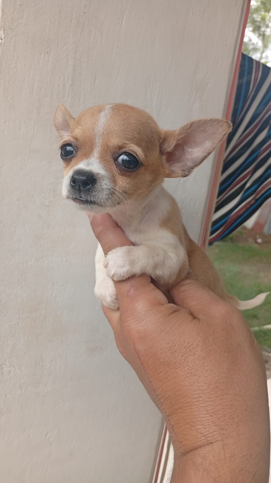 Criadero mastín guevara