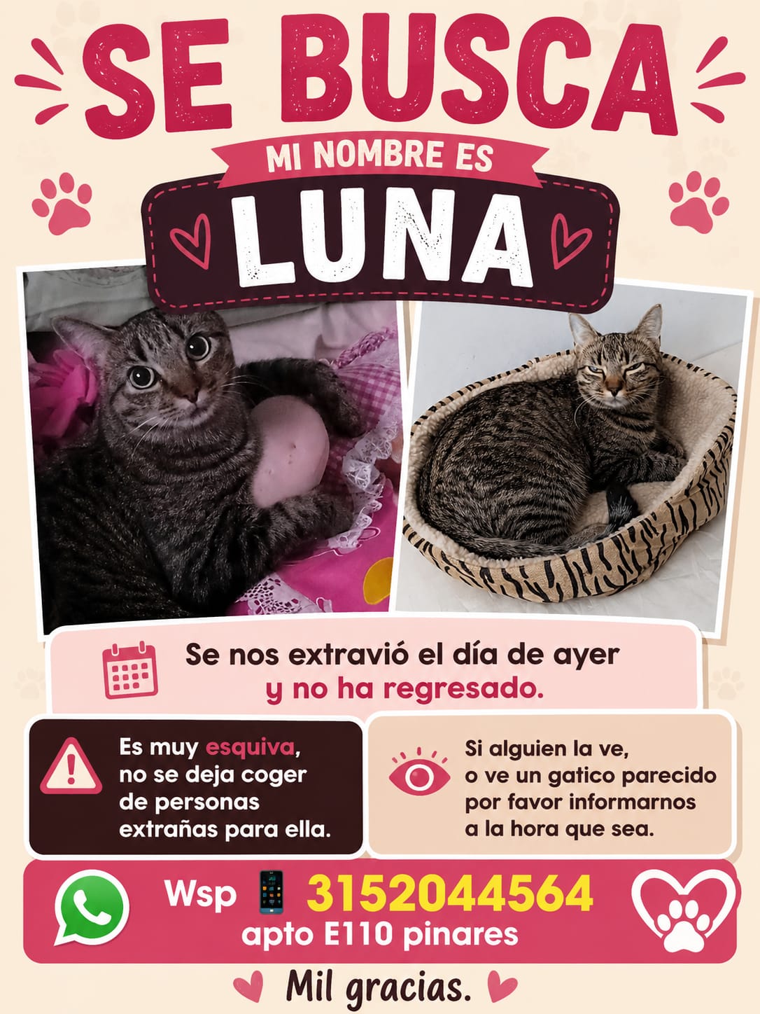 Su nombre es luna, es una tigrilla de co