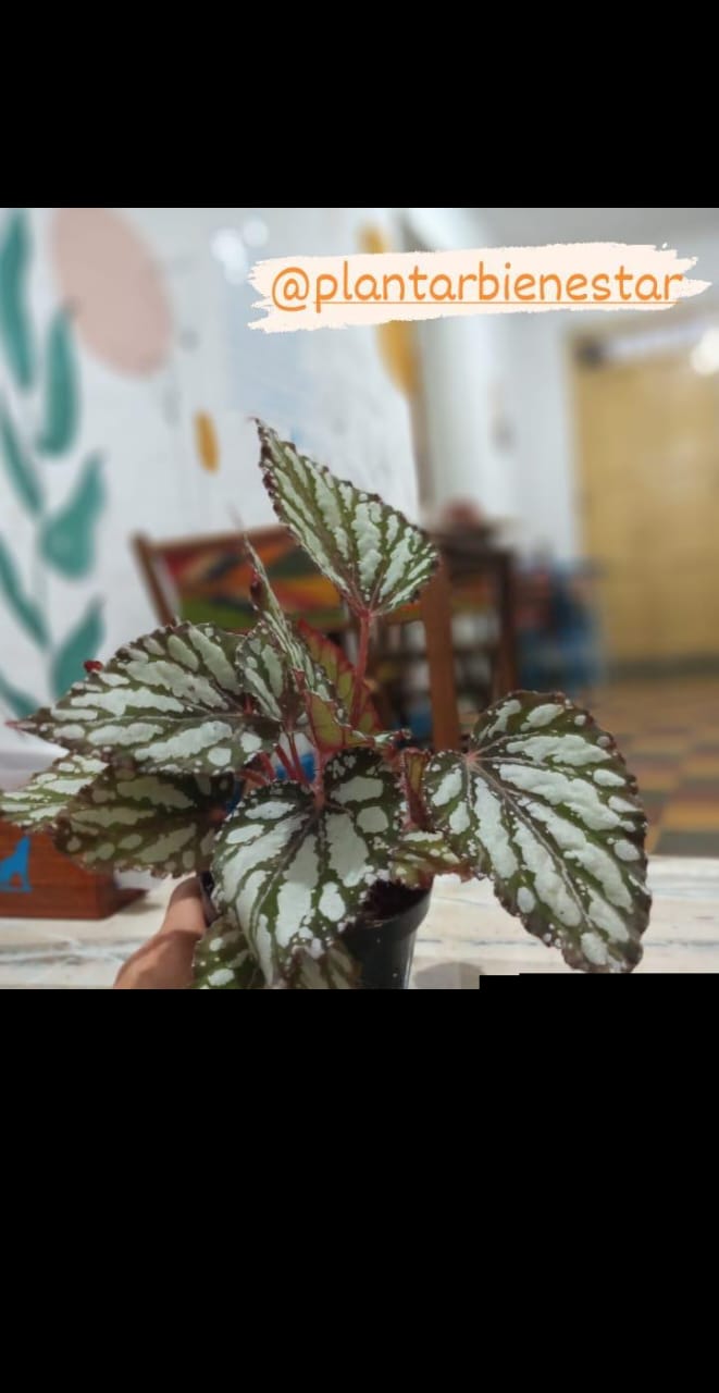 Plantar Bienestar