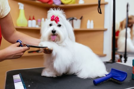 cuidado_canino_consejos_y_beneficios_de_llevar_a_tu_perro_a_la_estetica_ac9f63eb76