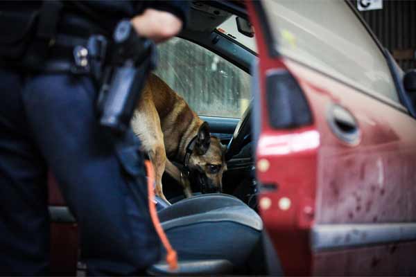police-search-car