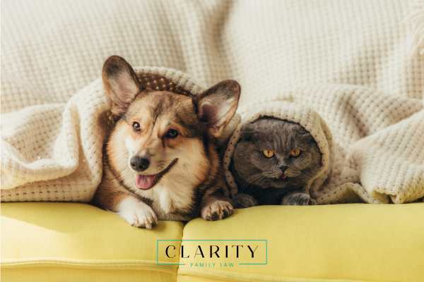 a dog and cat on a couch