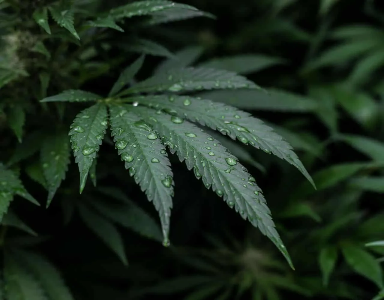 marijuana_trafficking_charges_in_sc_ft_6cfd5e067d-2