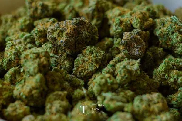 Zoomed in photo of dried marijuana
