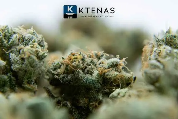 Poseedor de Cannabis en Chicago: Todo lo que necesitas saber