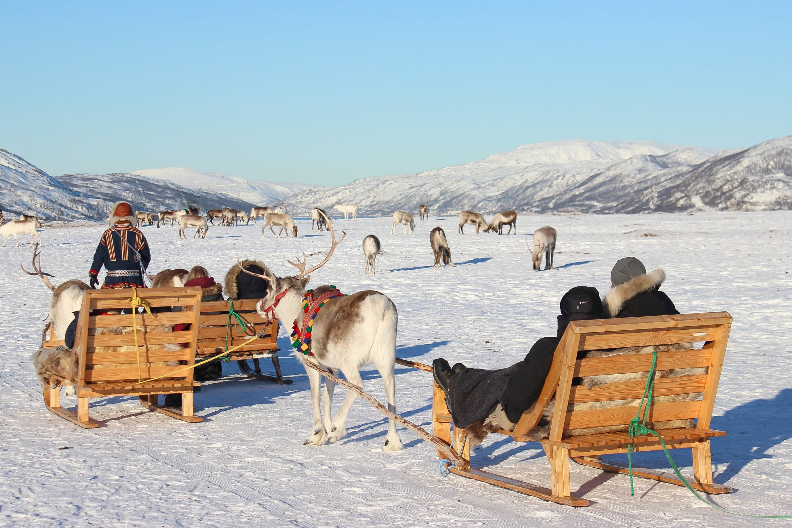 Reindeer sledding in Arctic Tromsø