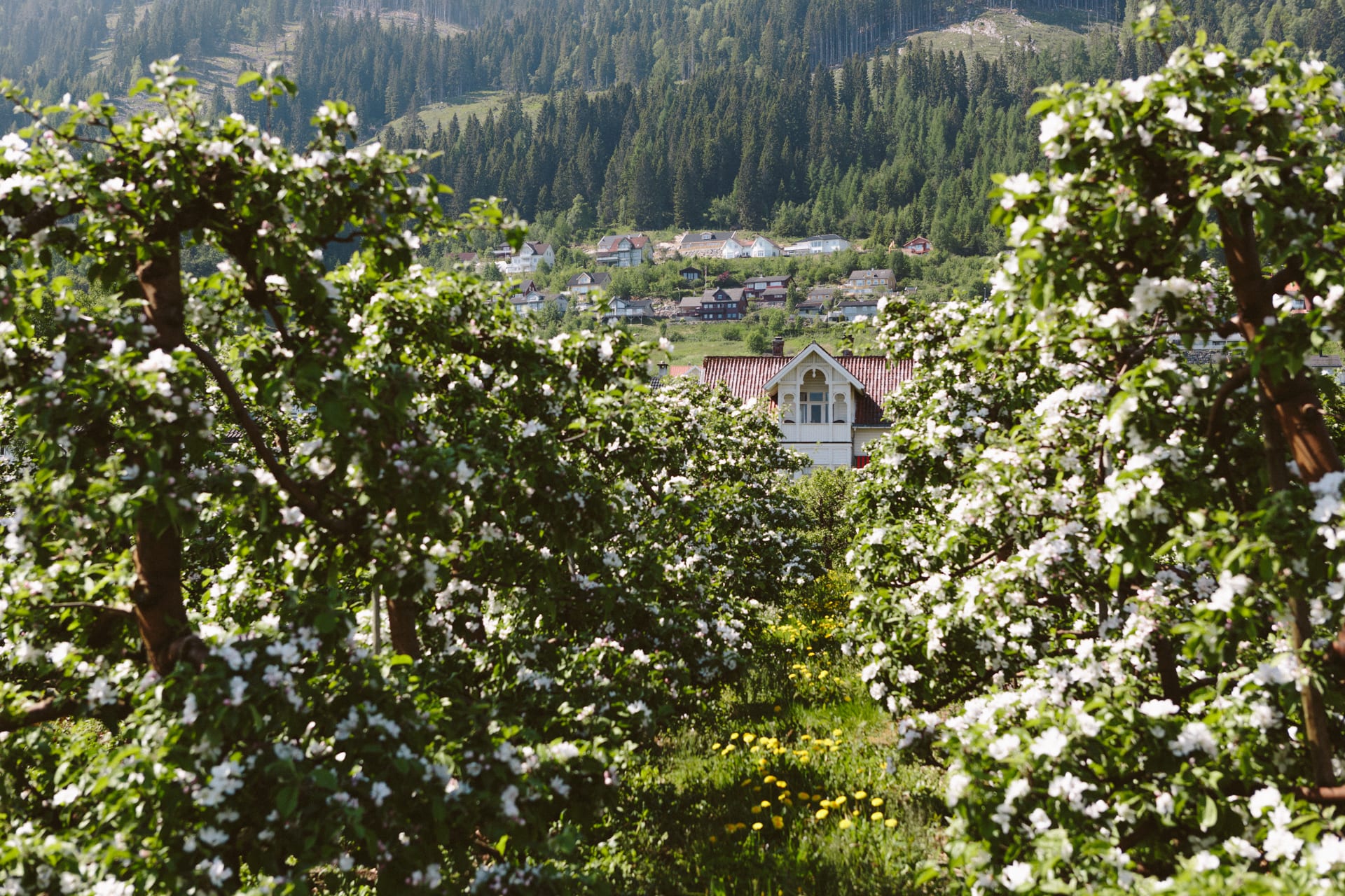 Blossoming apple trees in Balestrand