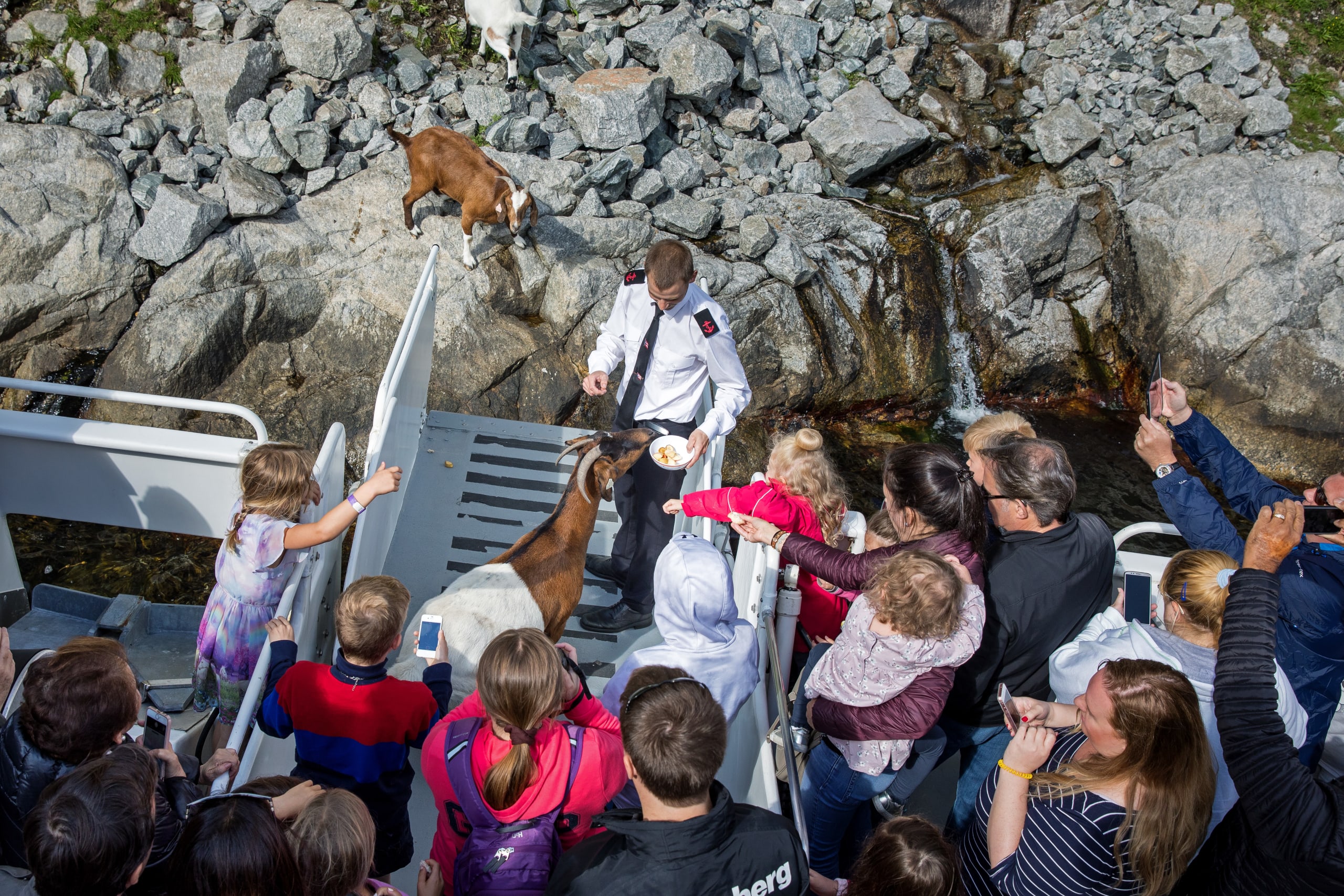 Goats along the Lysefjord fed on fjordcruise