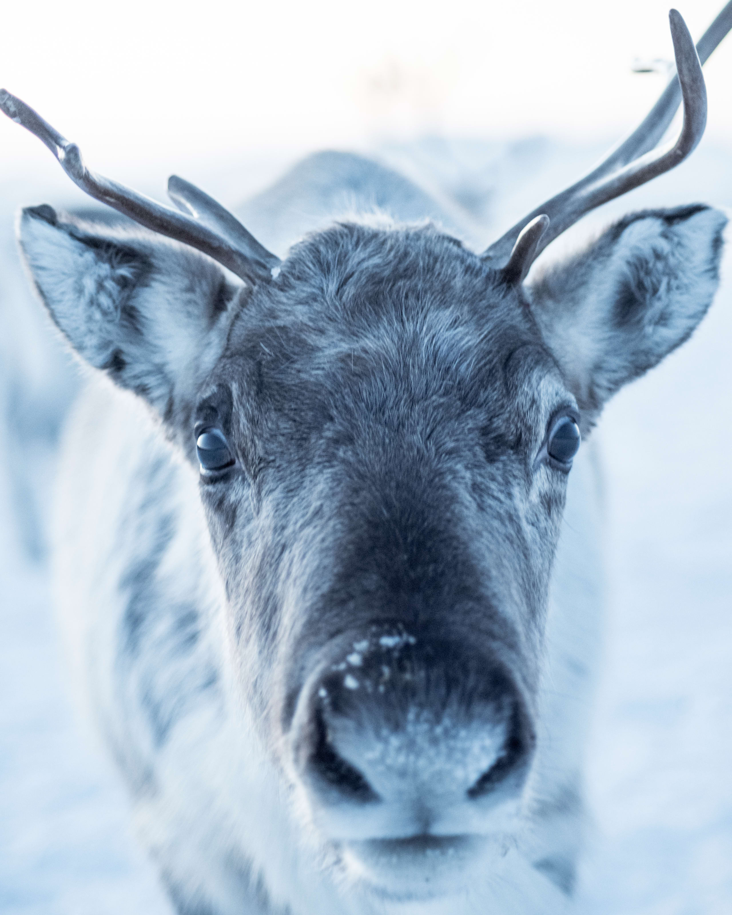Curious reindeer in Arctic Tromsø