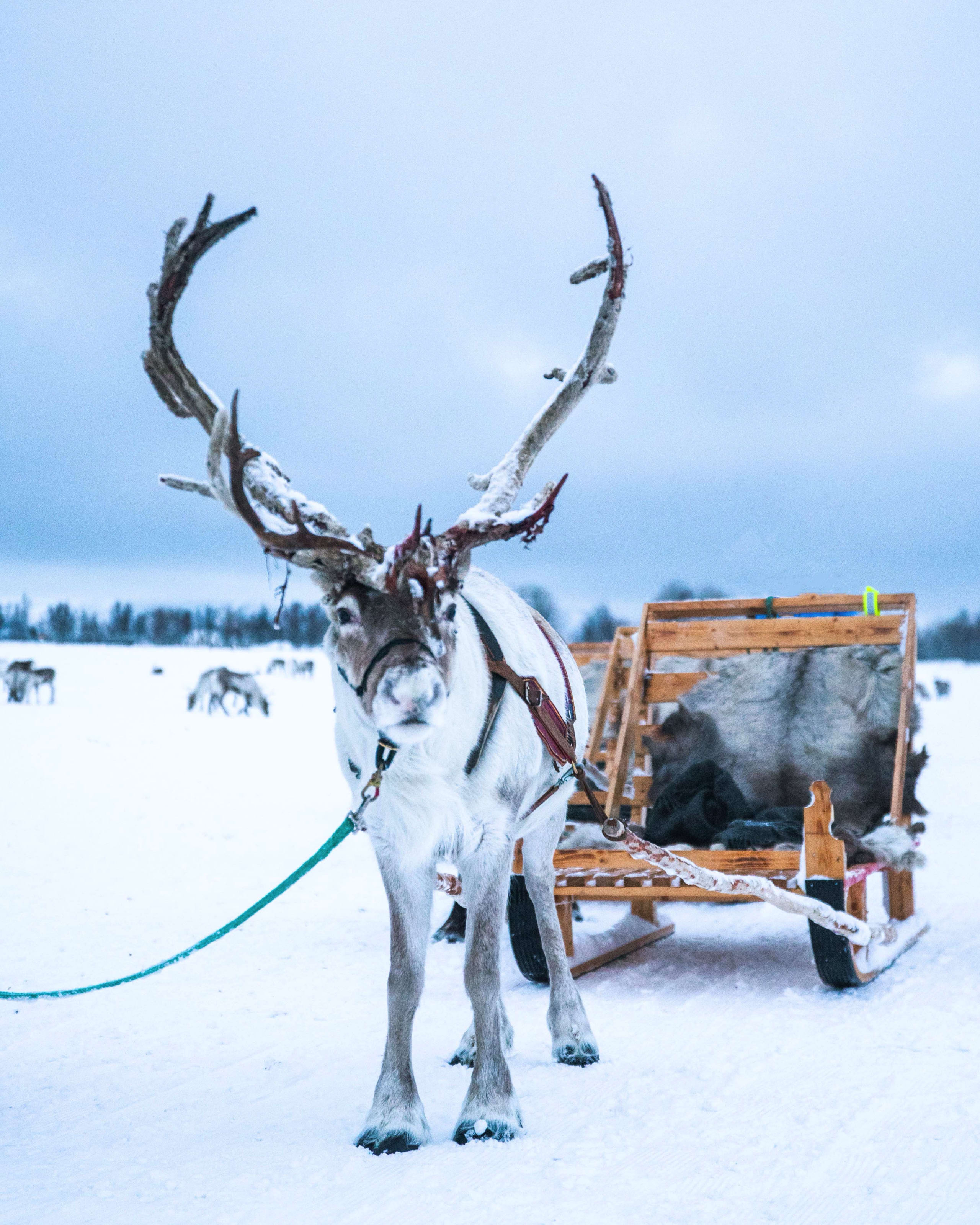 Arctic Reindeer sledding in Tromsø
