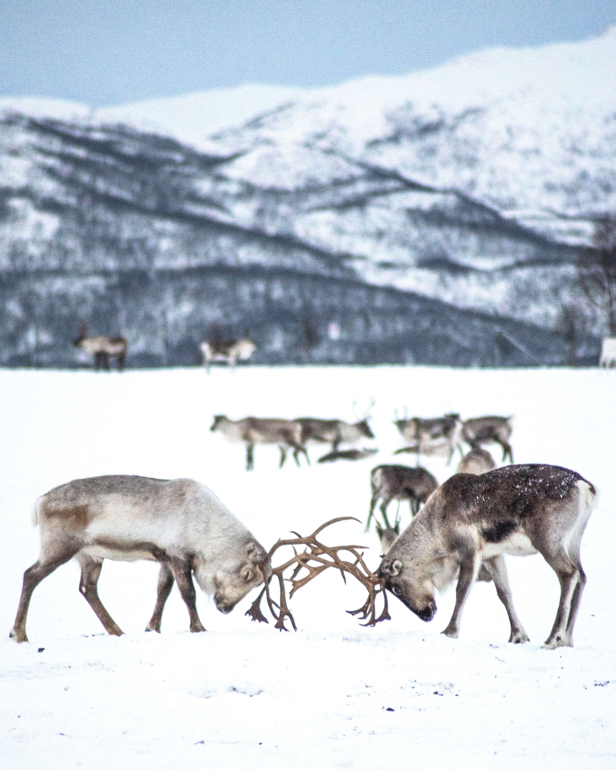 Reindeer playing at the Sami Camp in Tromsø