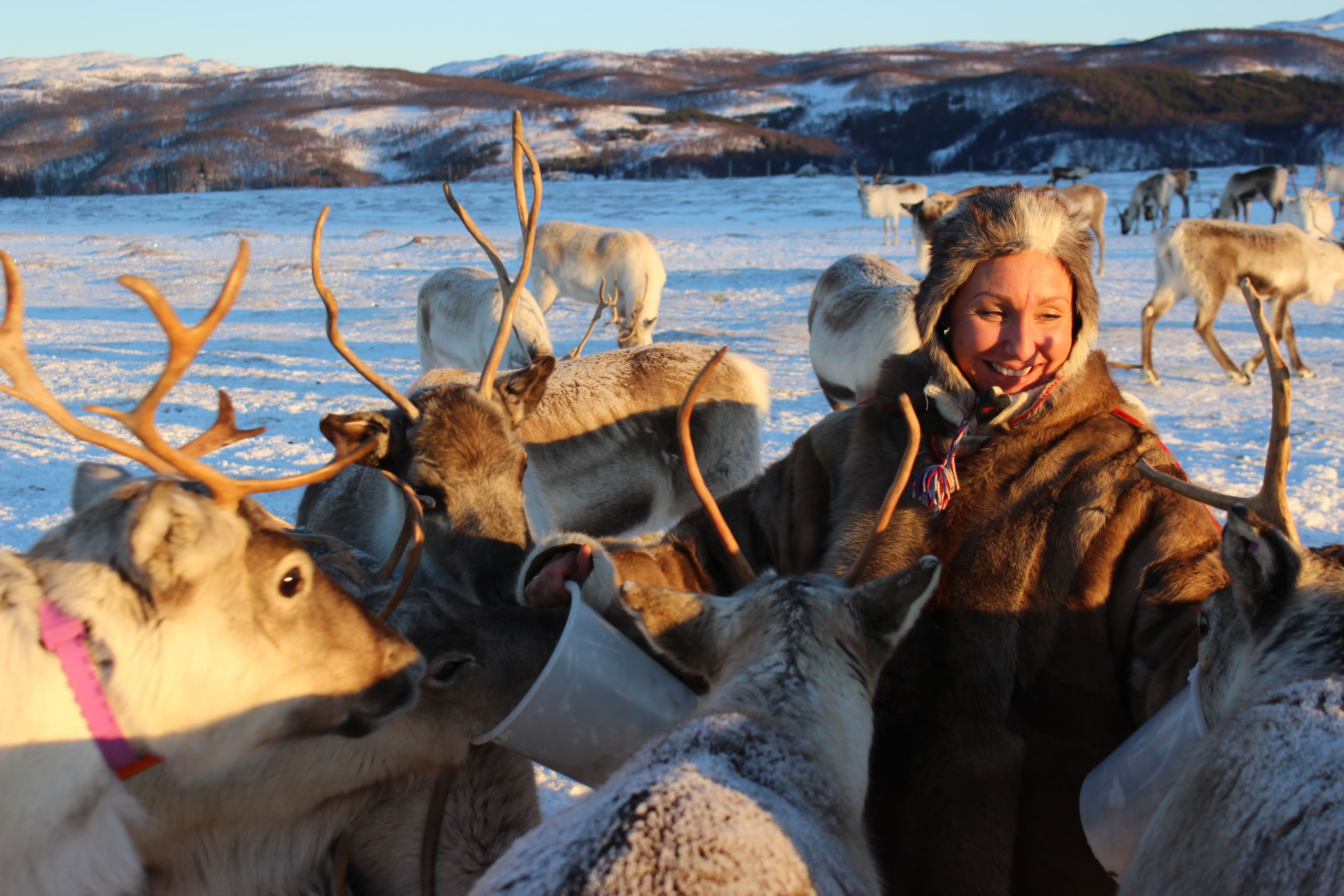 Sami woman hand-feeding Reindeer in Tromsø