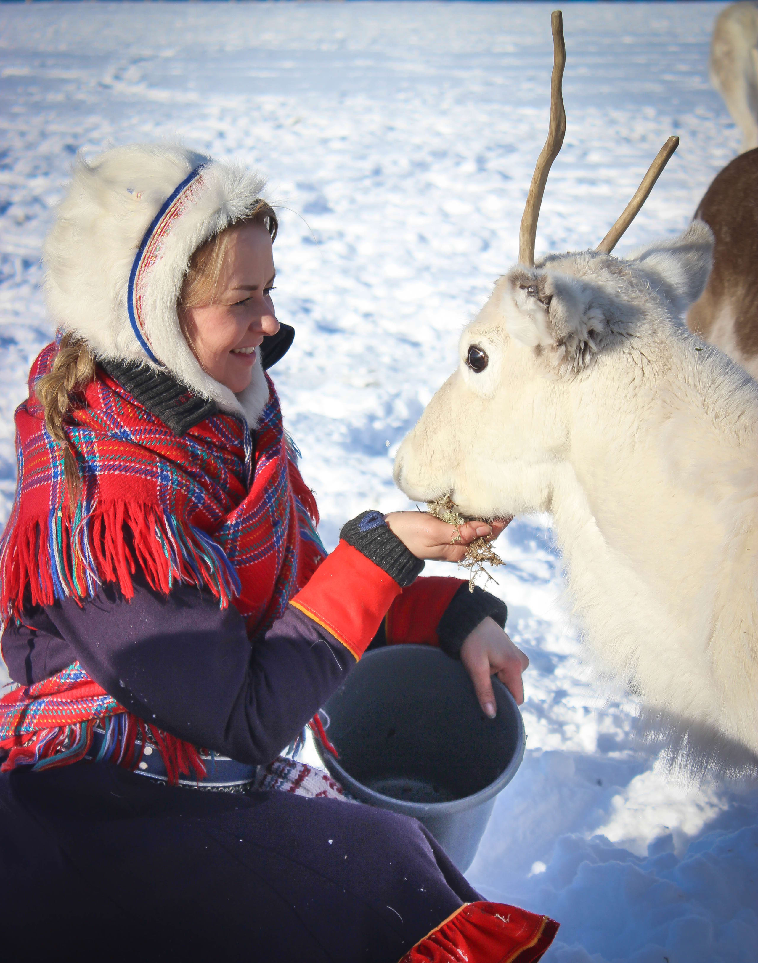 Sami woman hand-feeding Reindeer in Tromsø