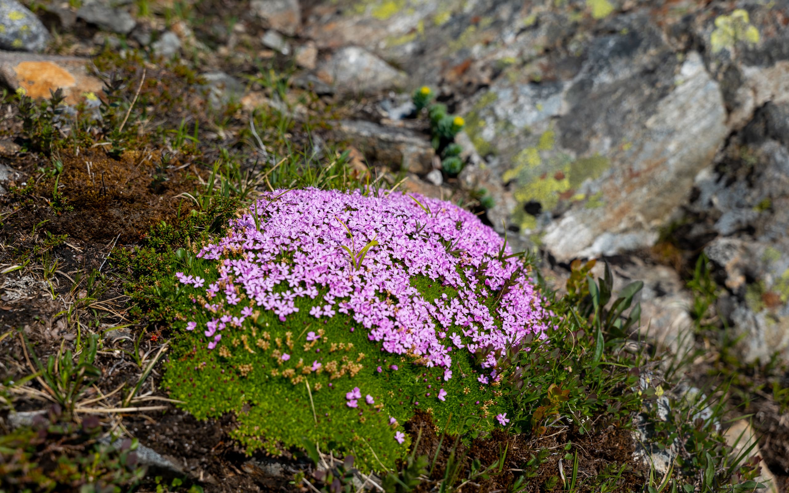 Moss Campion growing in Folgefonna National Park