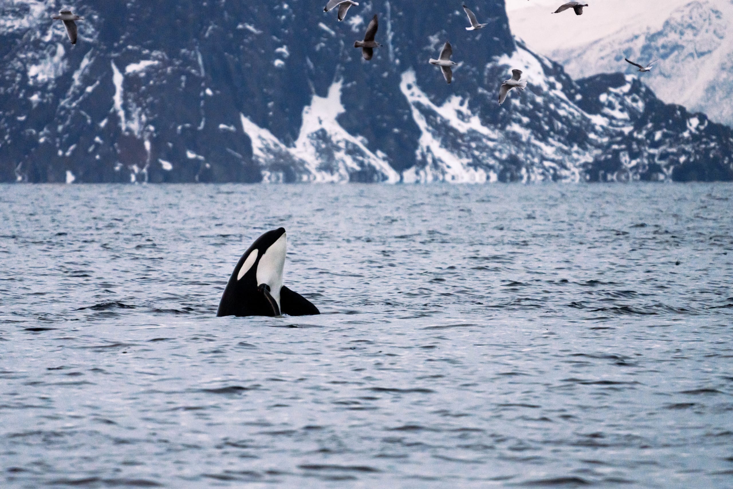 Killer whale playing in the fjords close to Tromsø
