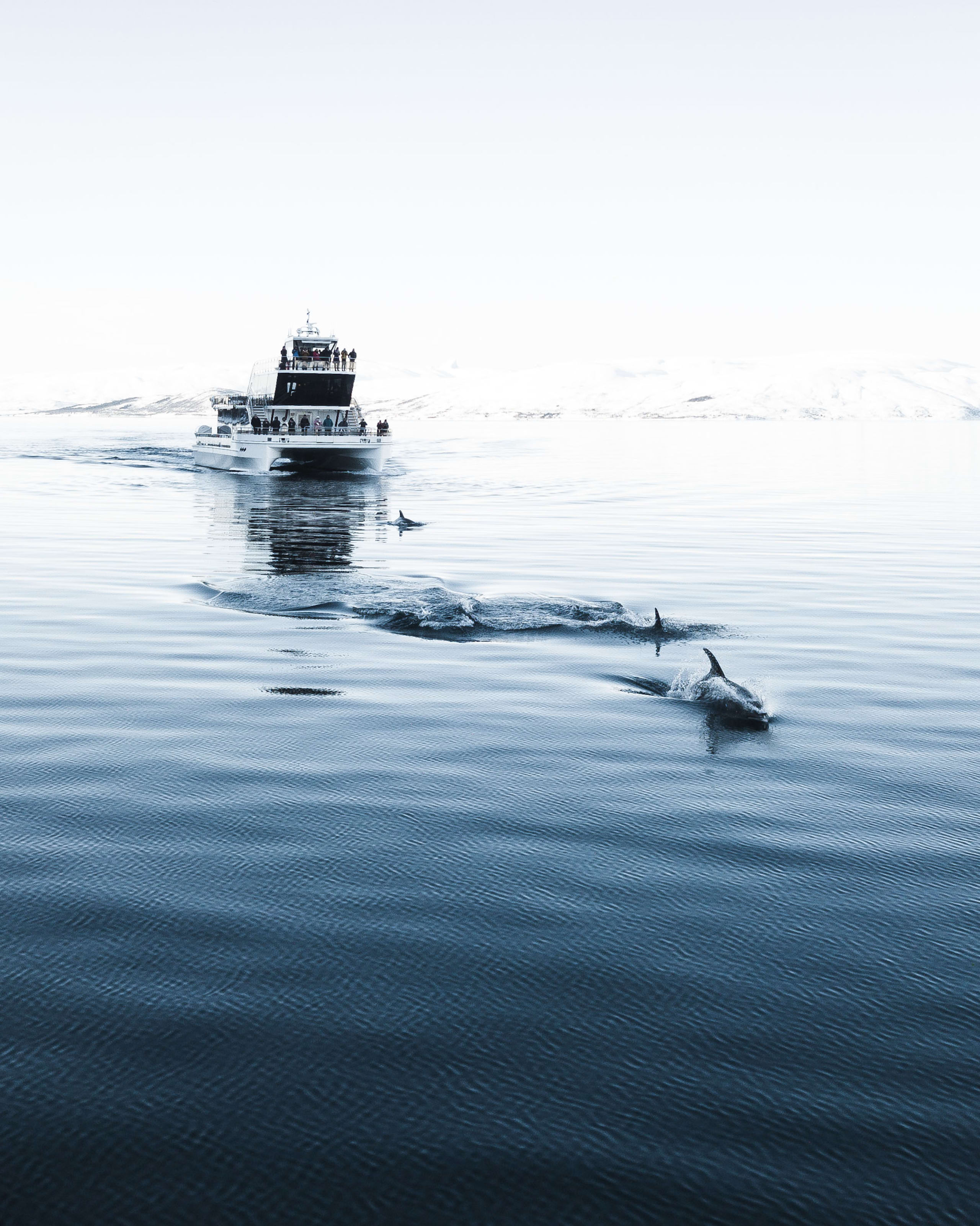 Dolphins playing around Brim
