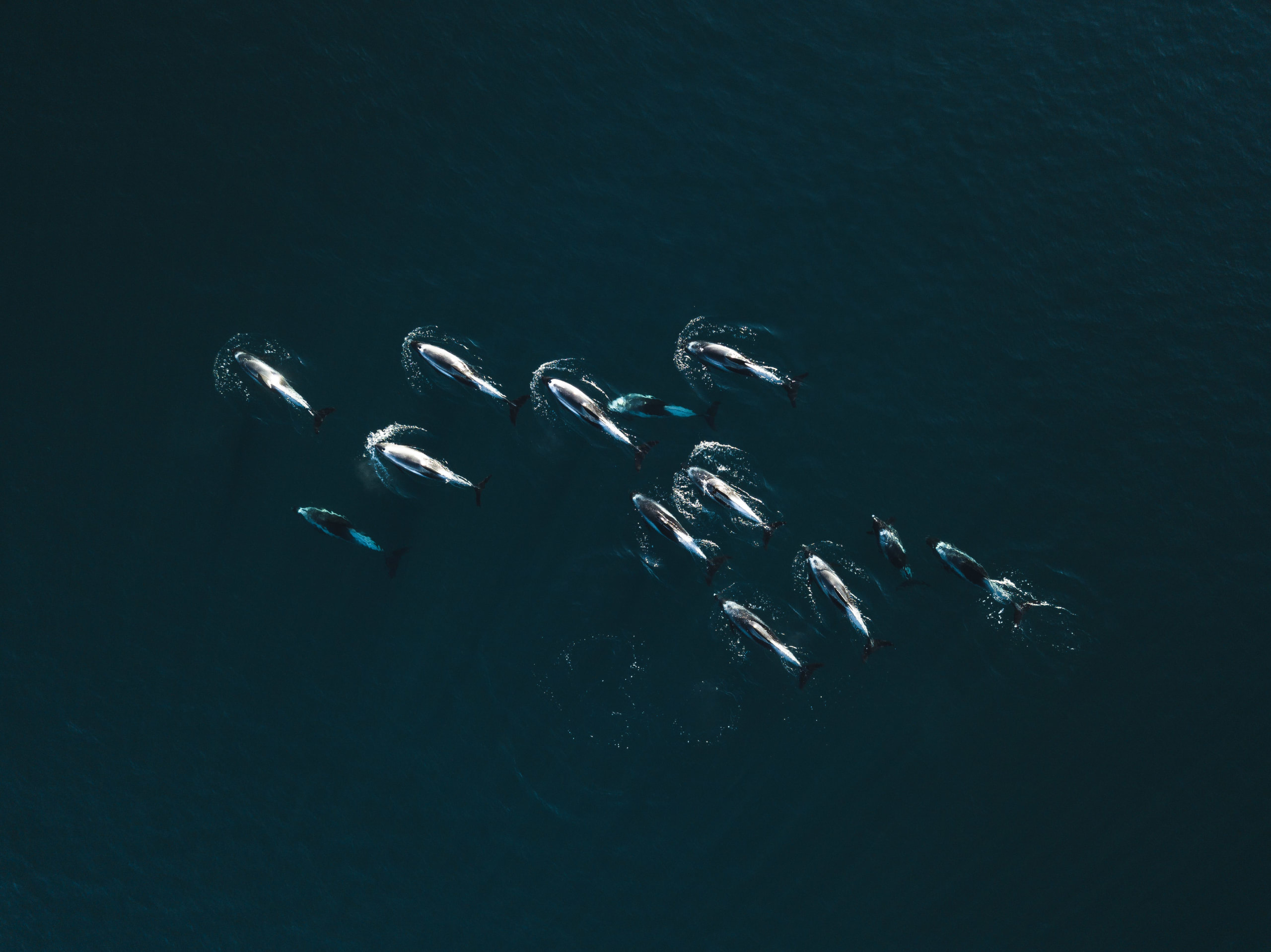 Killer whales on the hunt in the arctic fjords near Tromsø