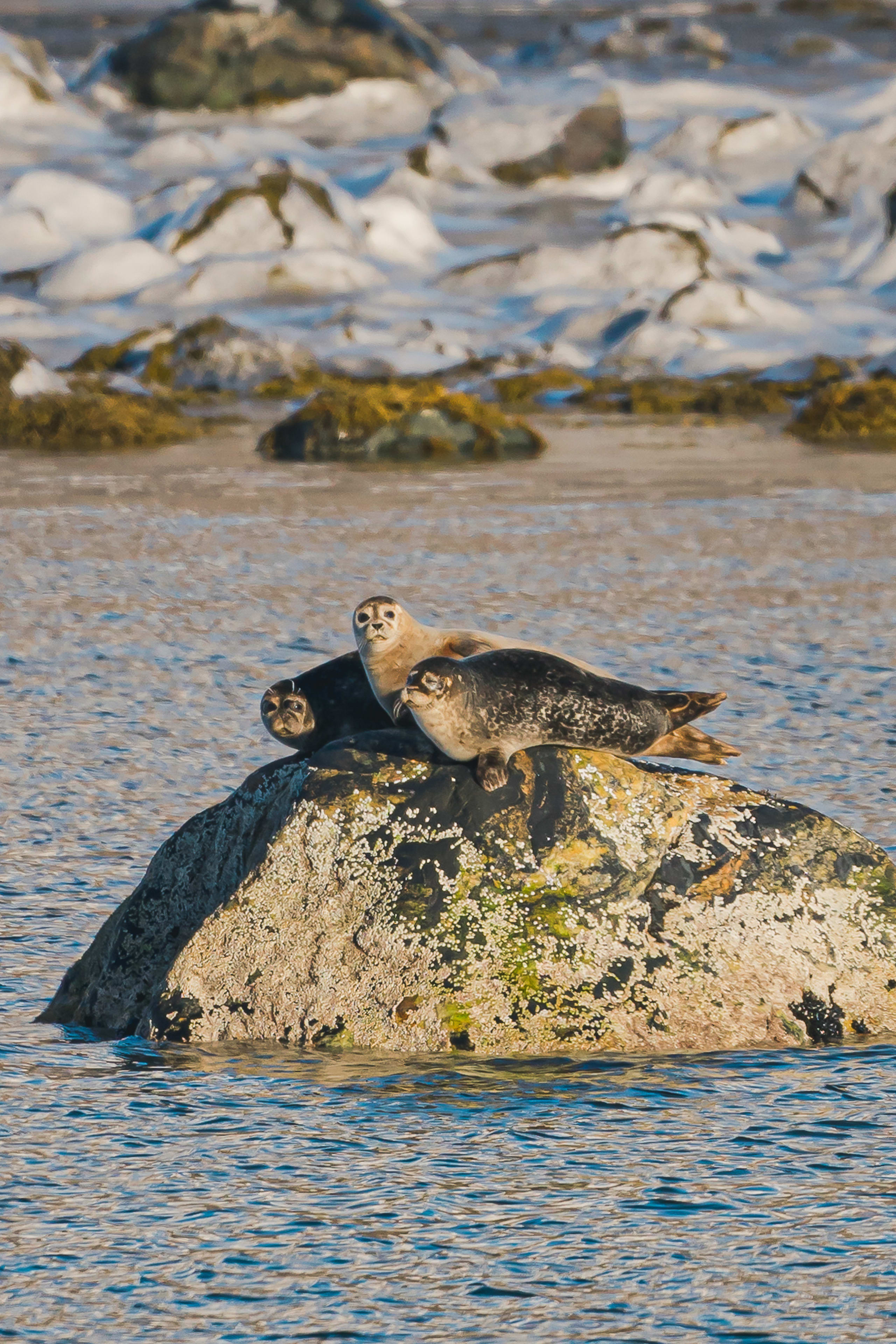 Seals in Arctic Norway