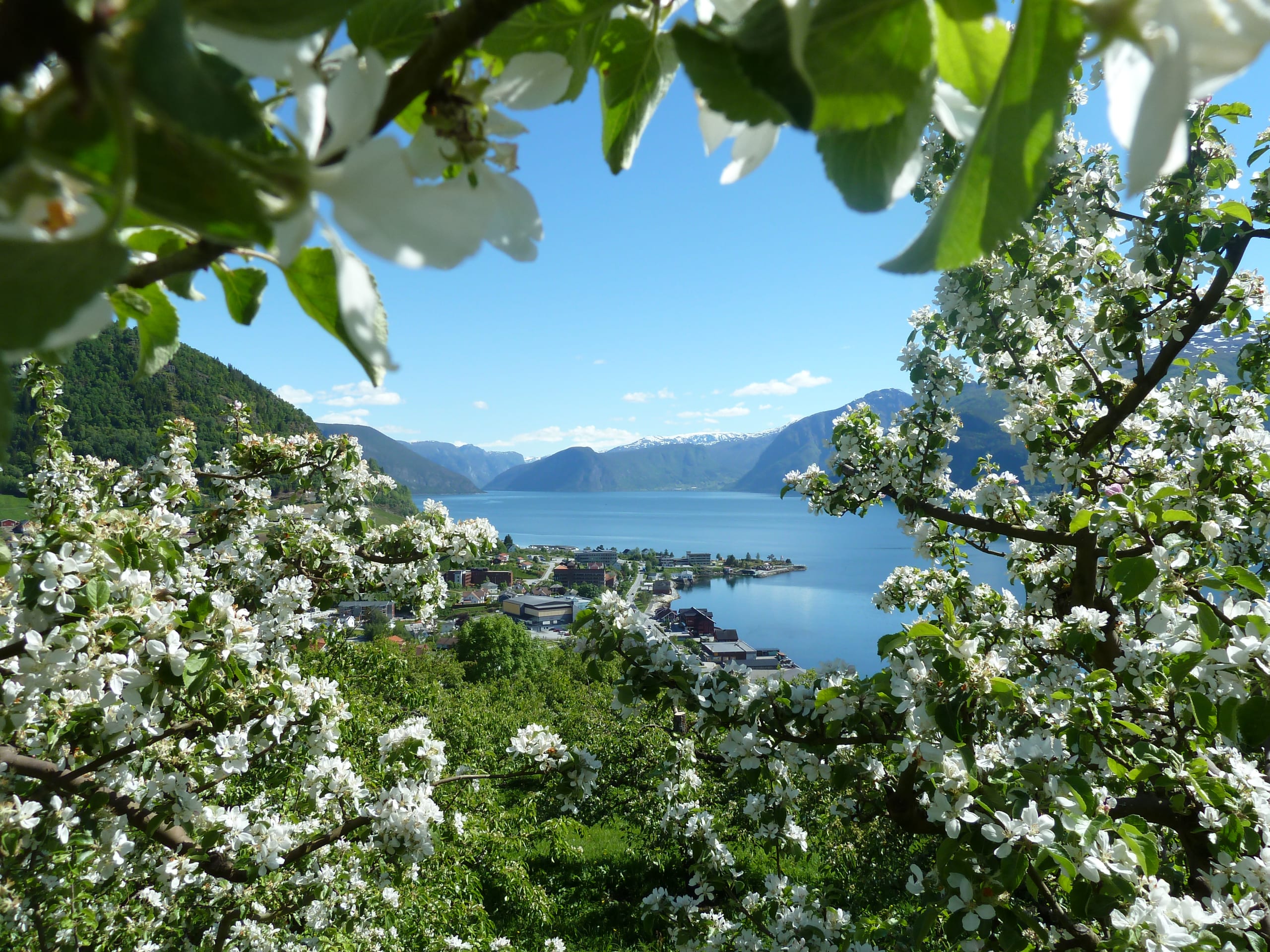 Sognefjord fruit orchards