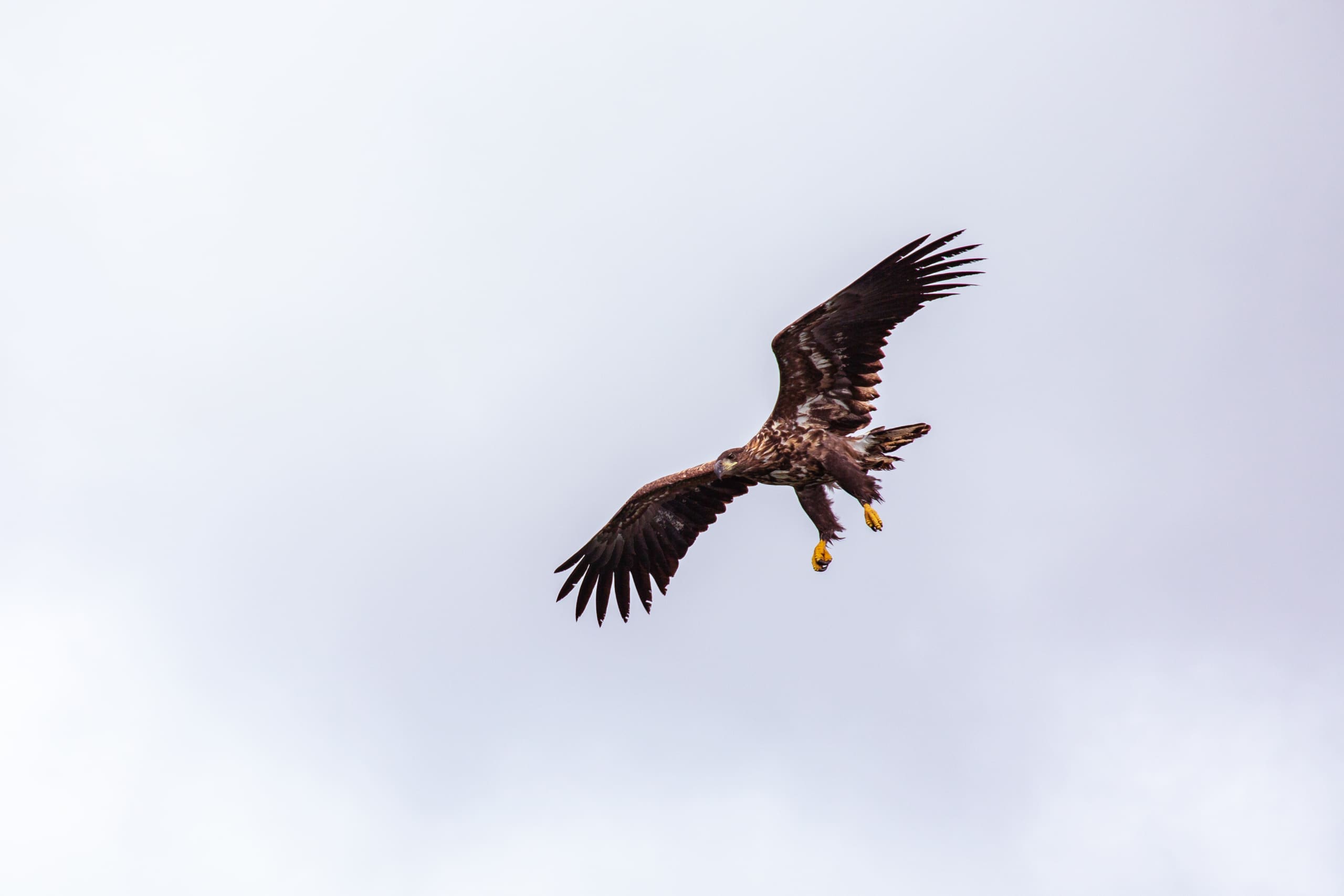 Norwegian Sea Eagle in the fjord landscape