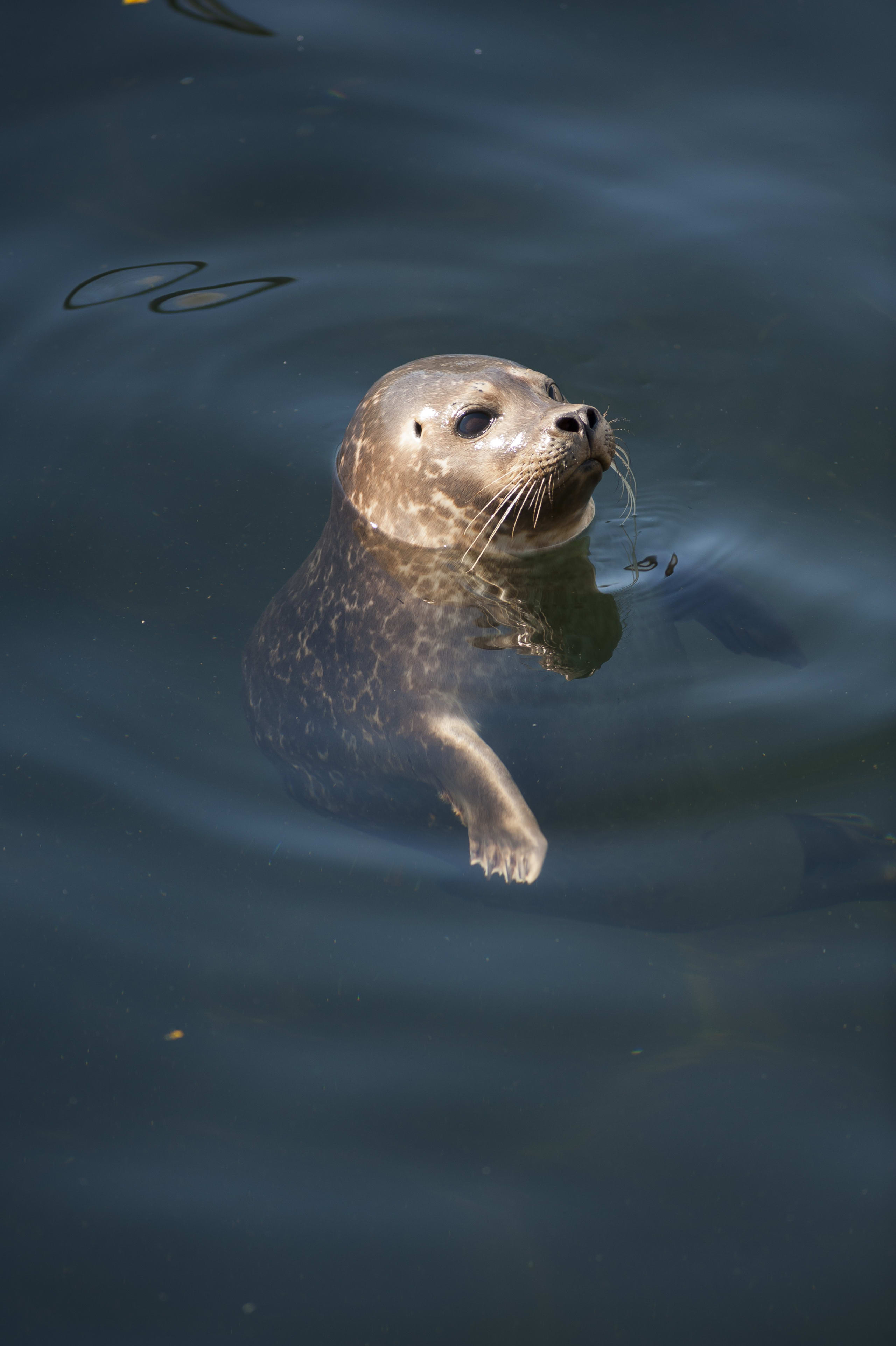 Grey seal just floating