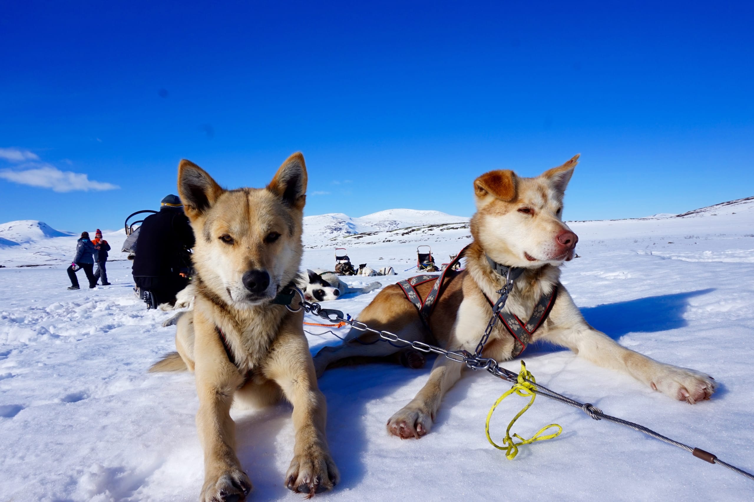 Huskies taking a rest after a day of sledding