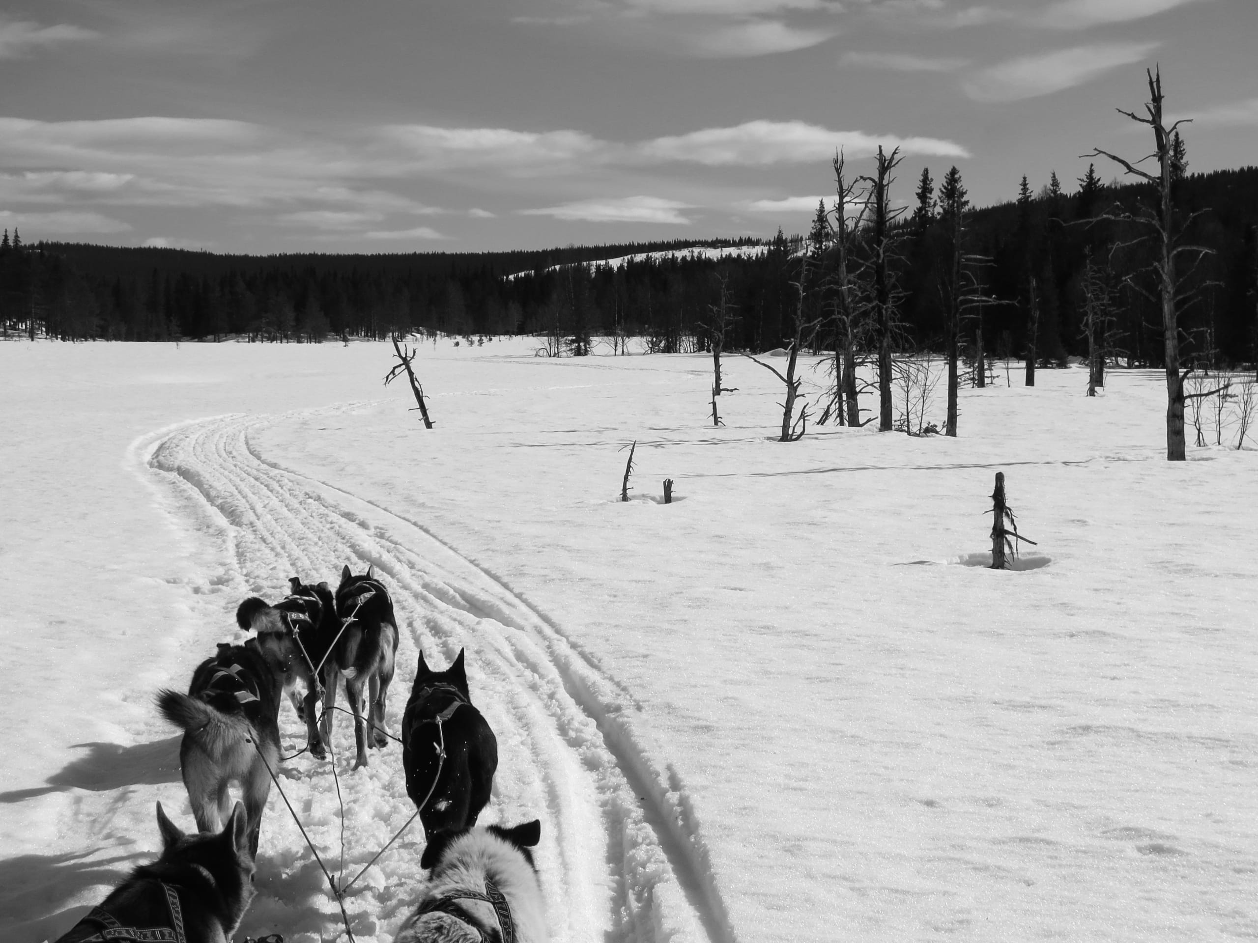 Dog sledding in moon light at Beitostølen