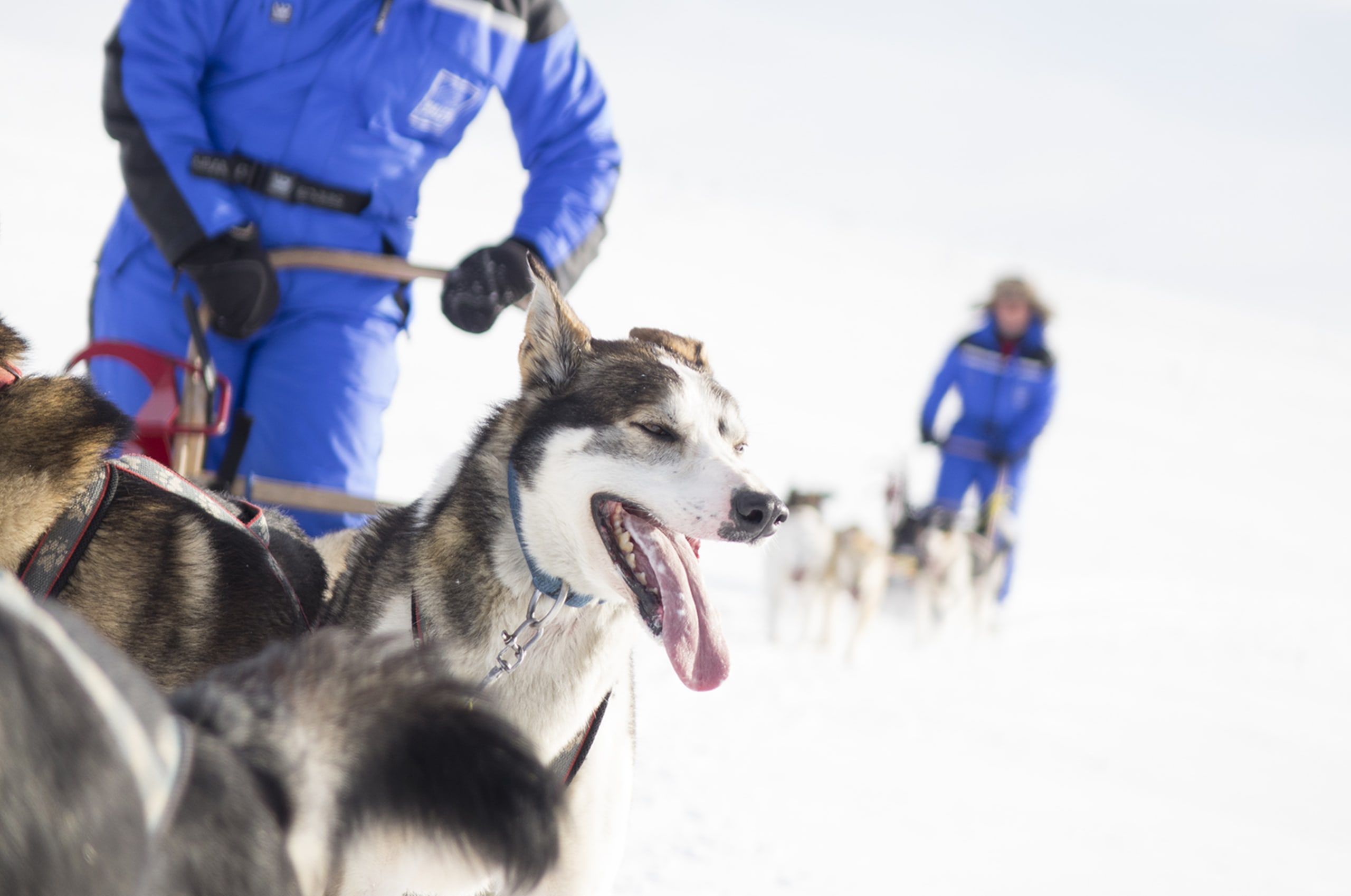 Dog sledding in Jotunheimen