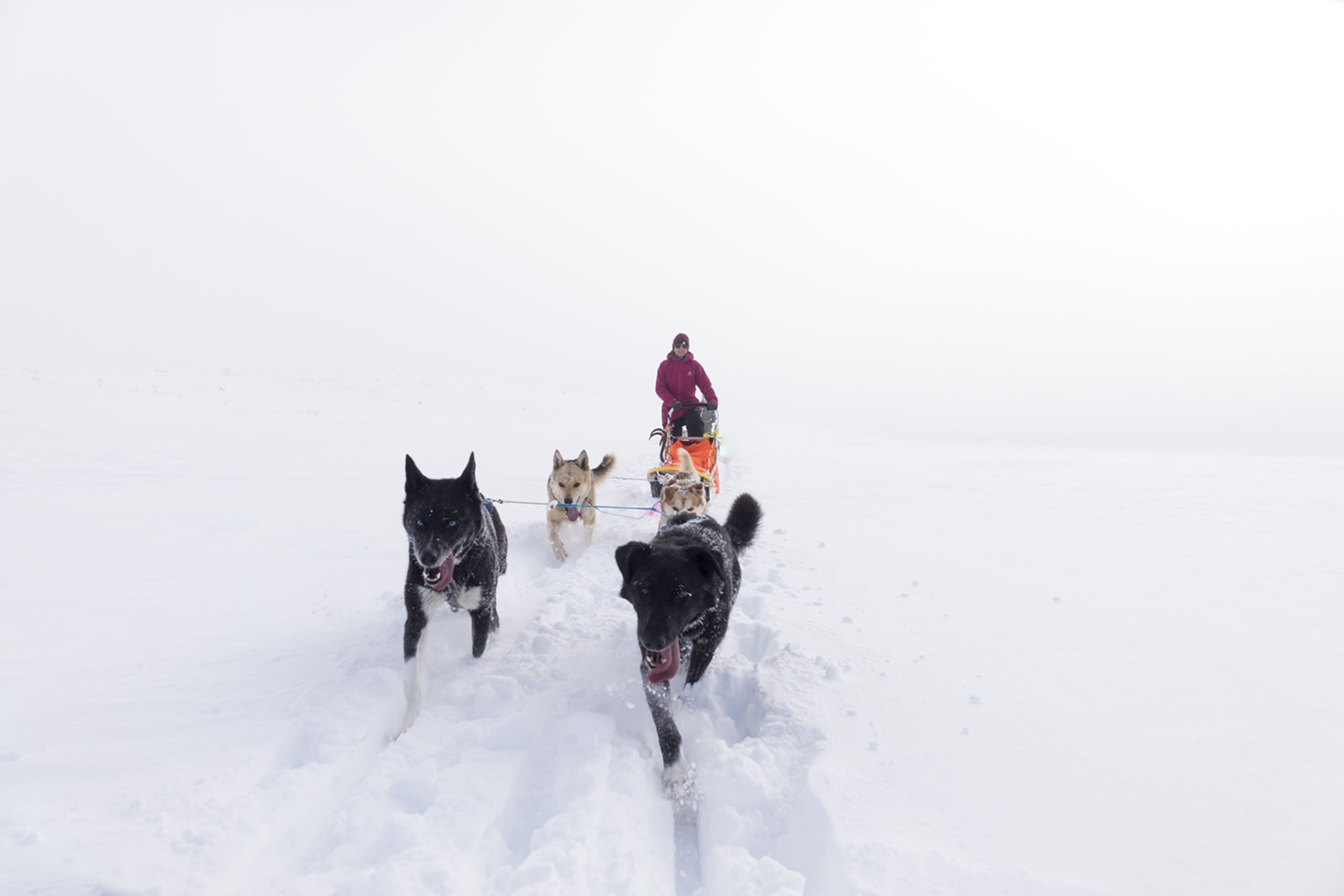 Dog sledding in Jotunheimen