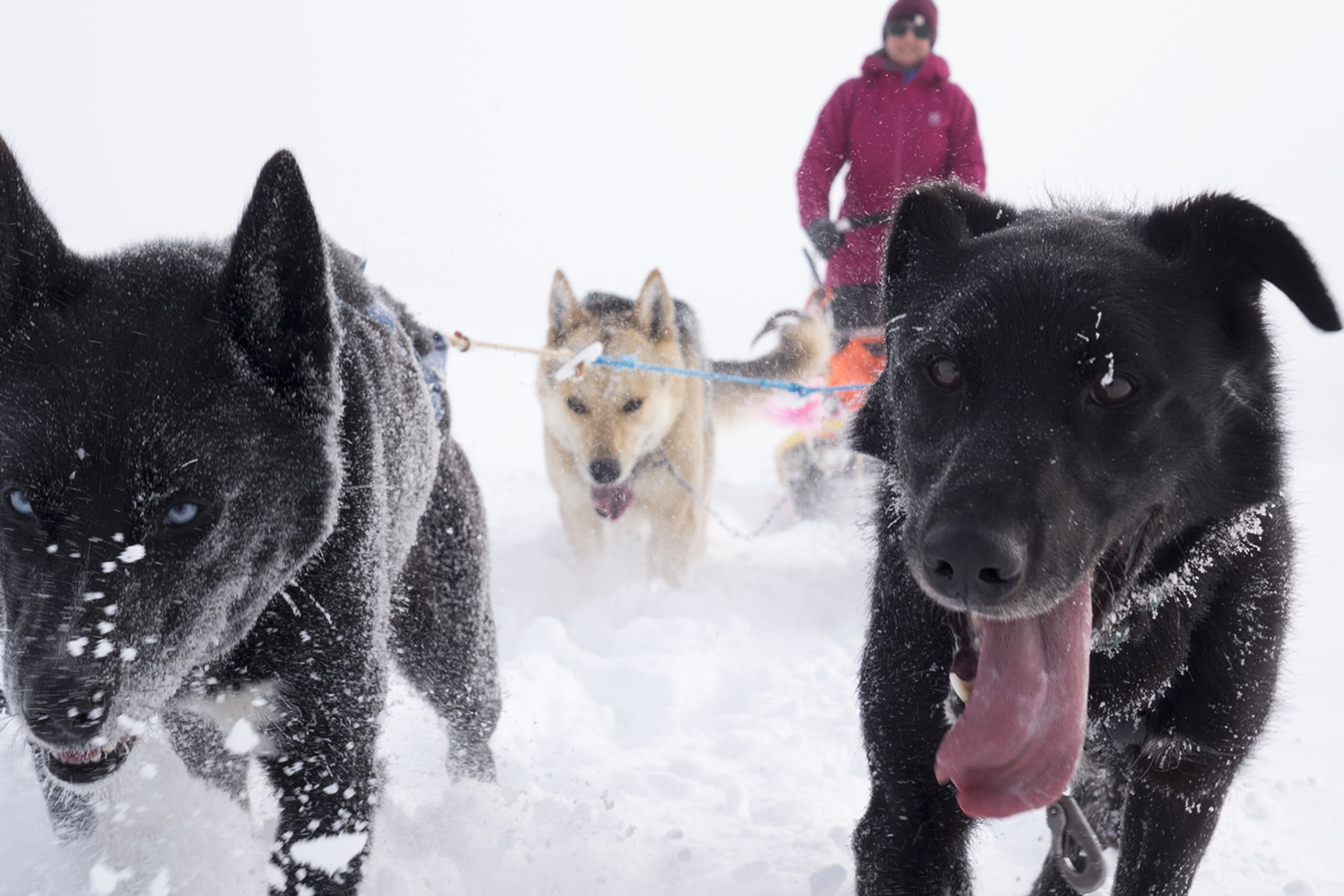 Husky sledding at Beitostølen