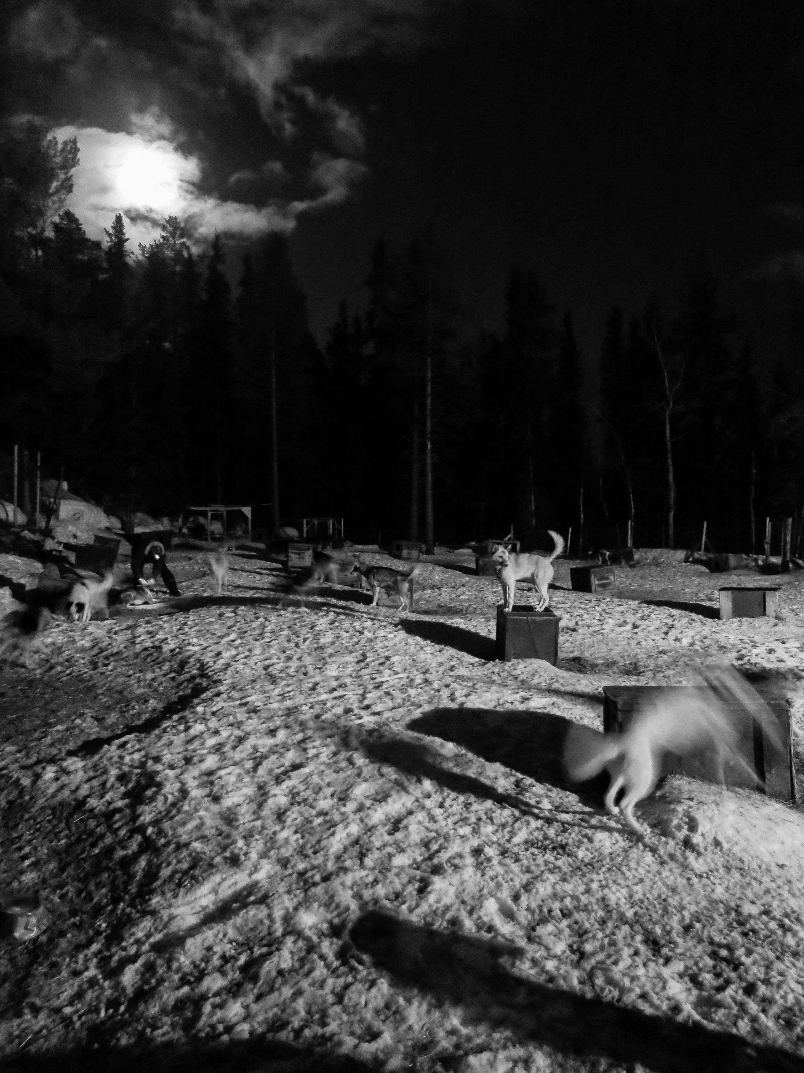 Moon light at Beito Husky Camp