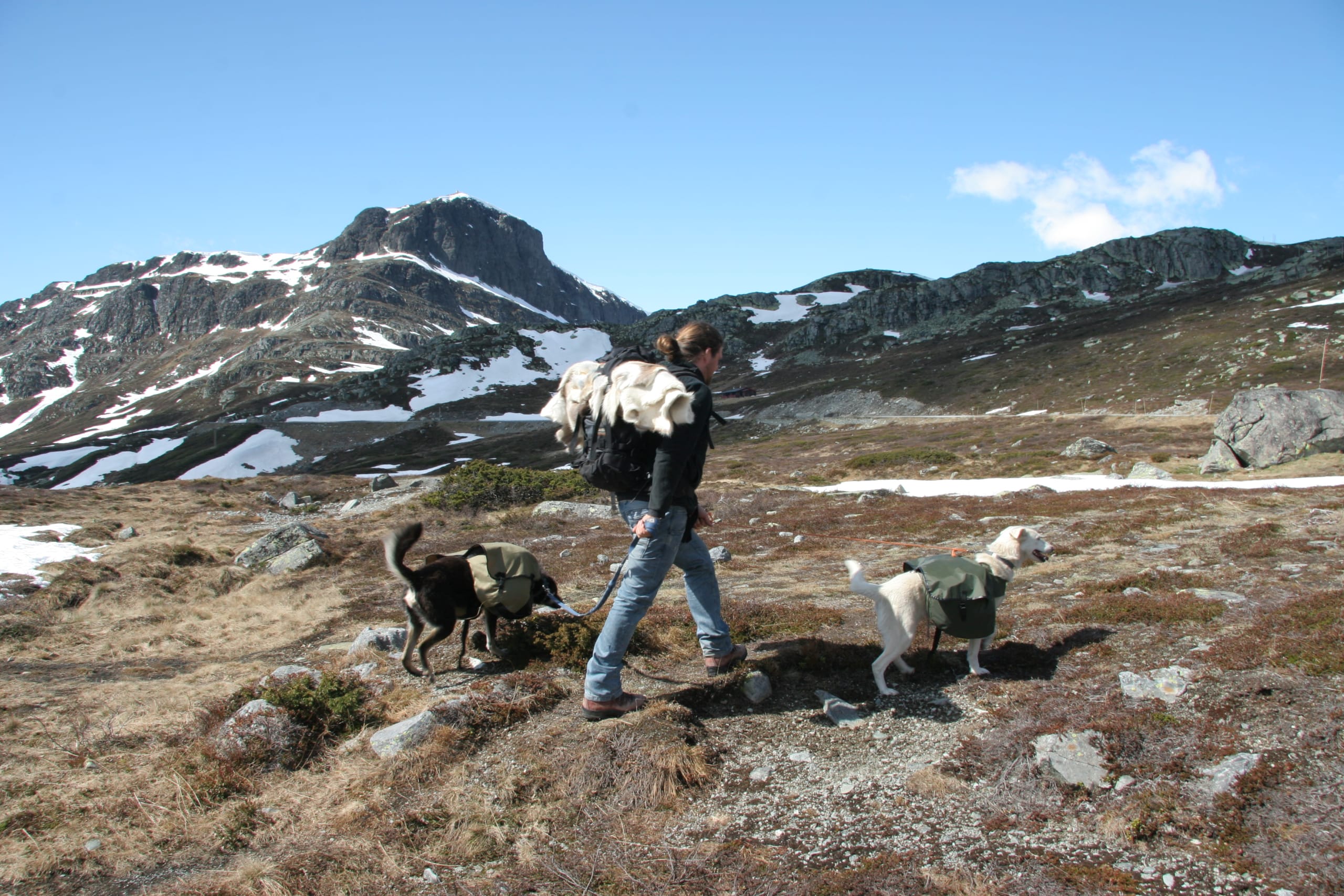 Mountain hike with huskies