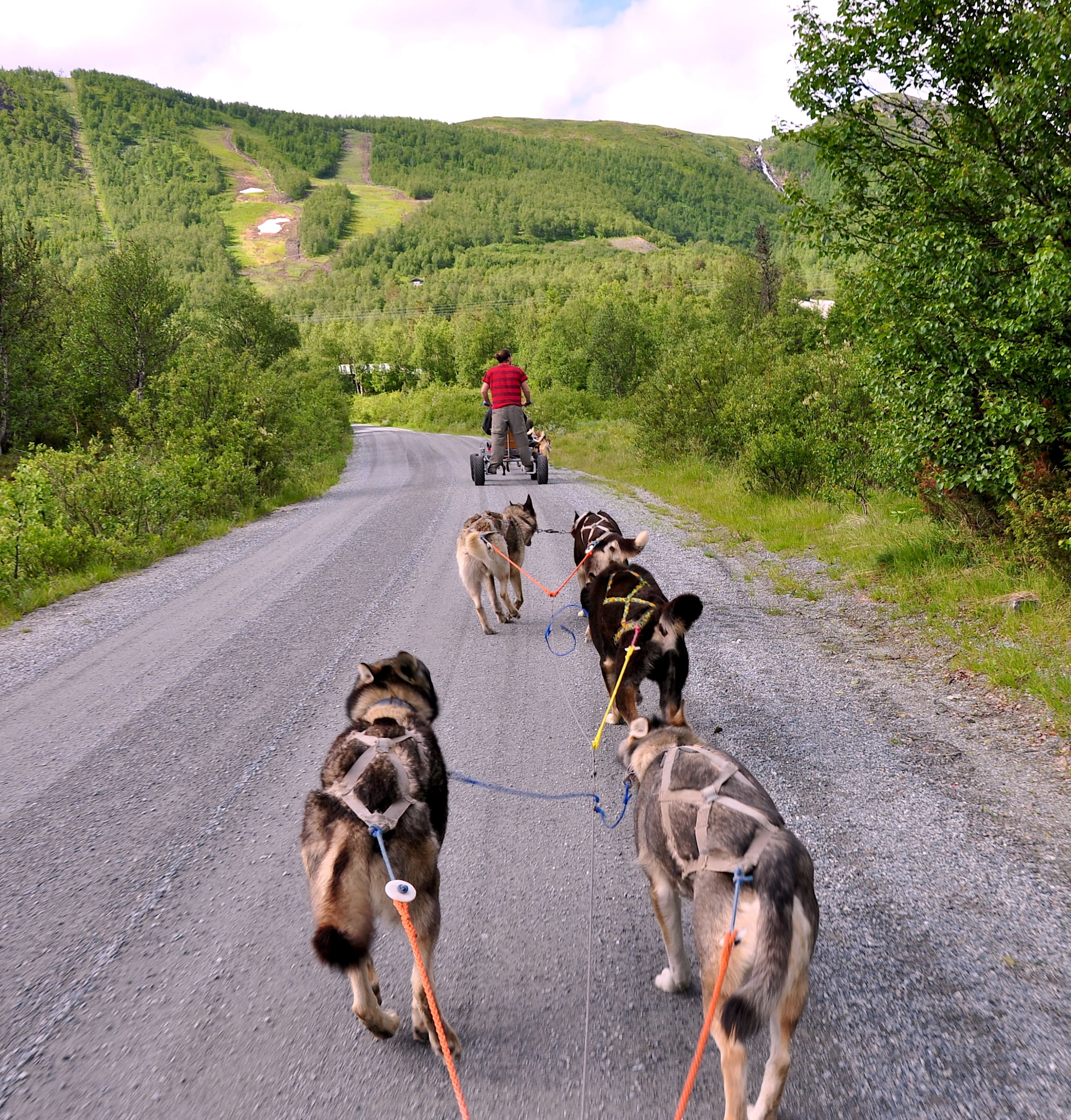 Dog sledding on wheels