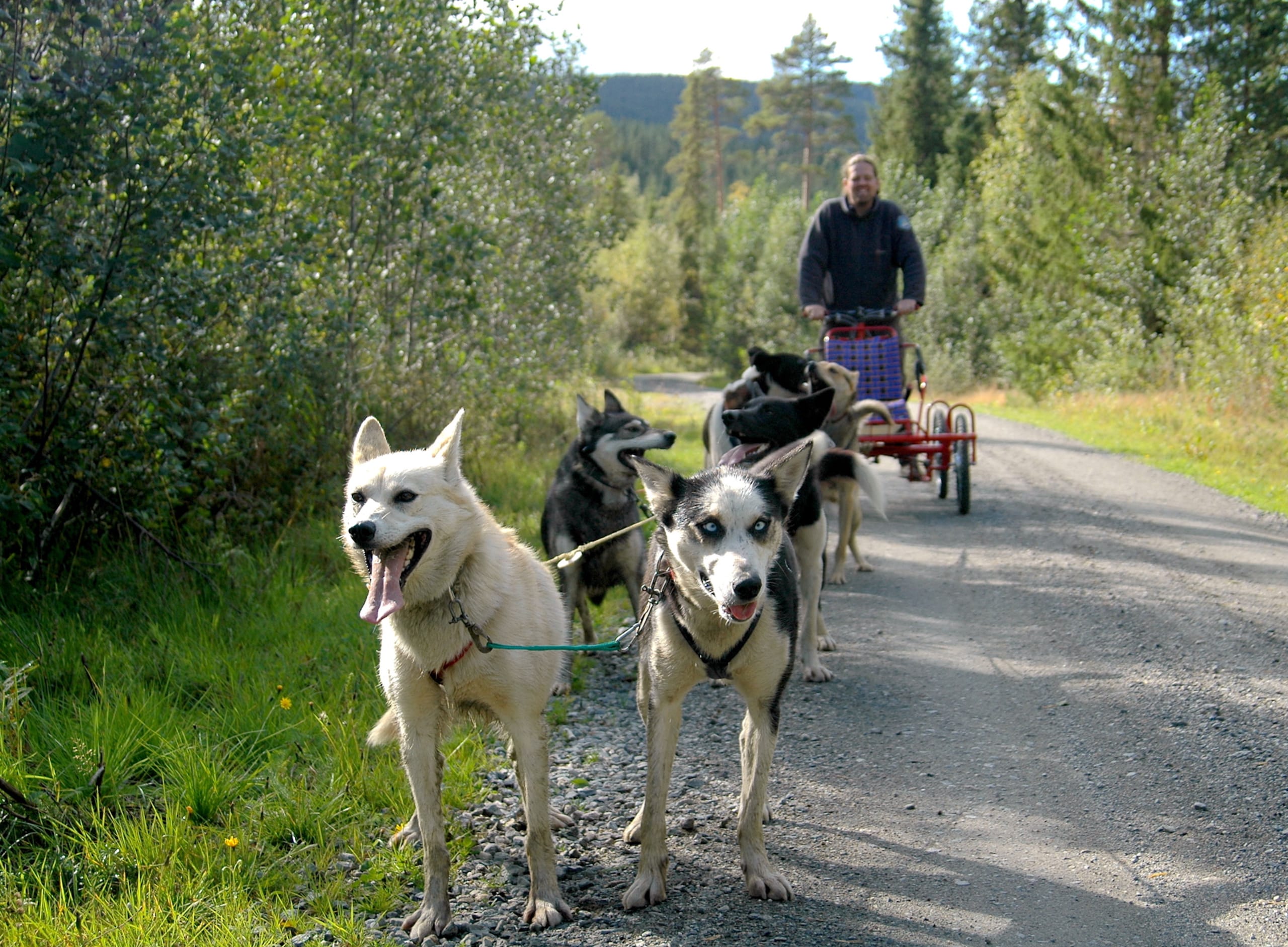Dog sledding on wheels
