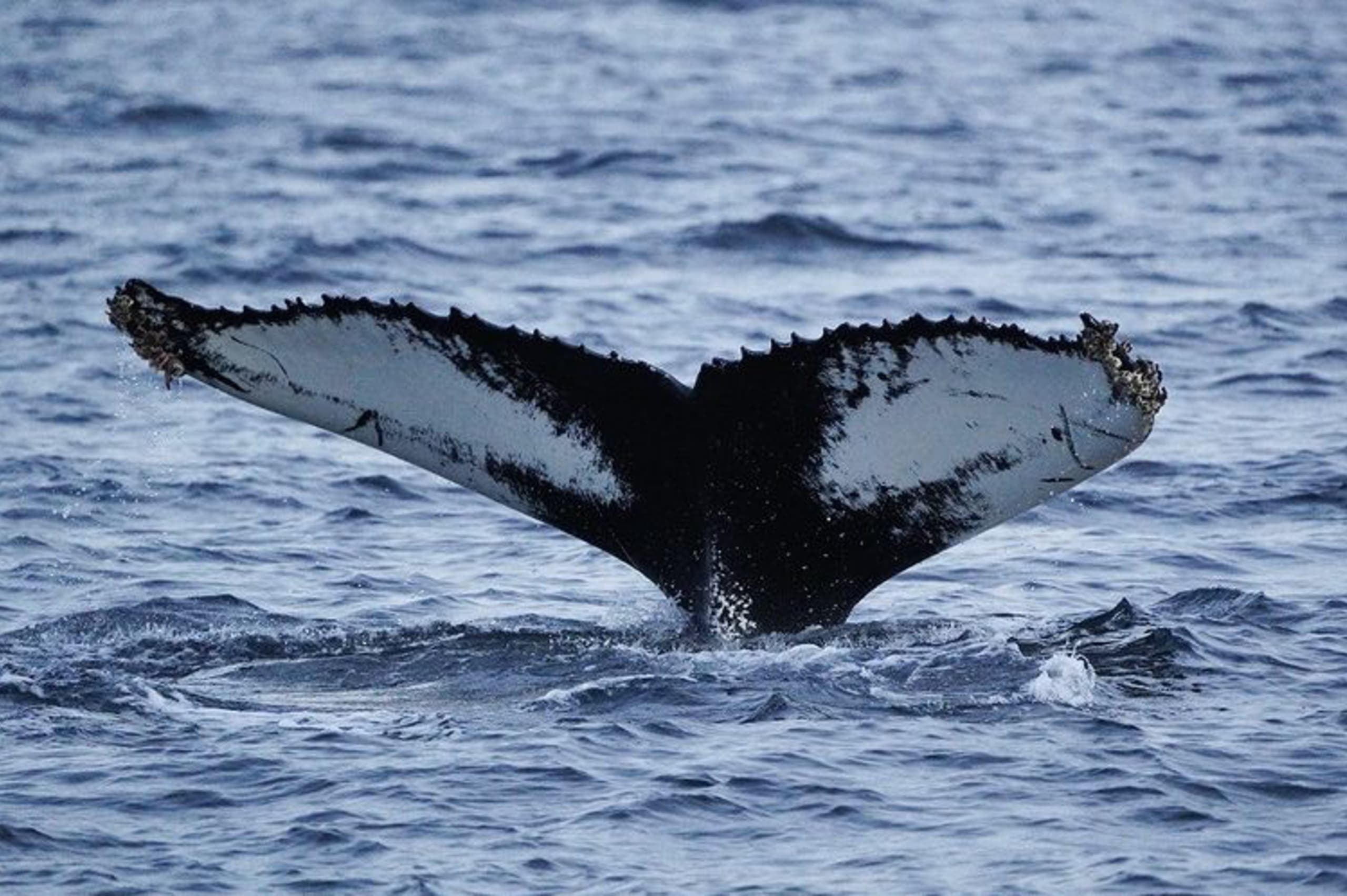 Whale tail