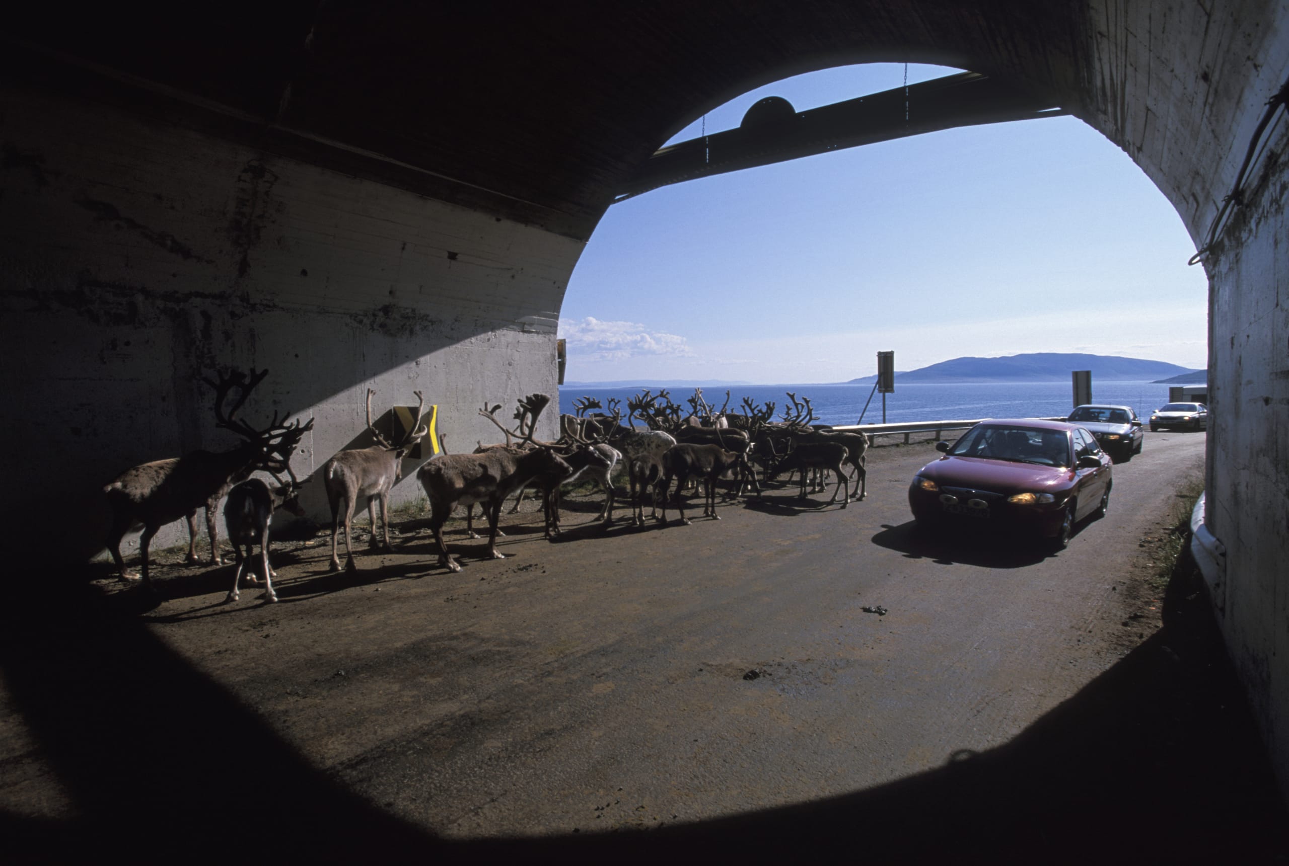 Reindeer at Honningsvåg