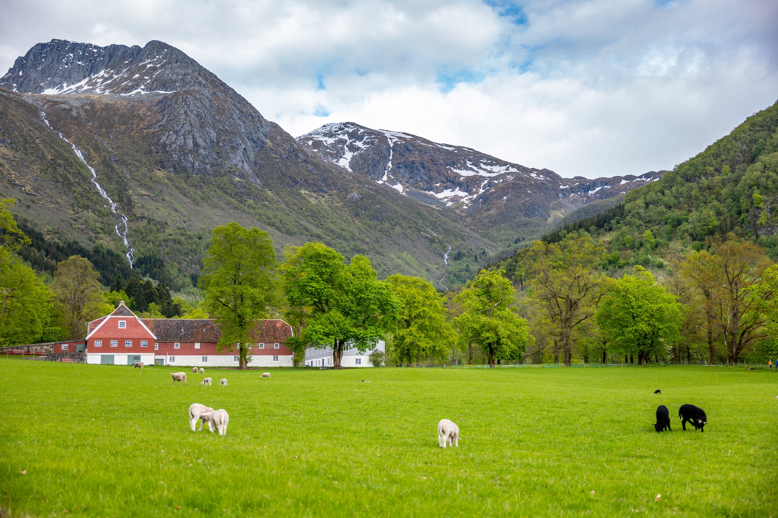 Grazing lamb in Rosendal