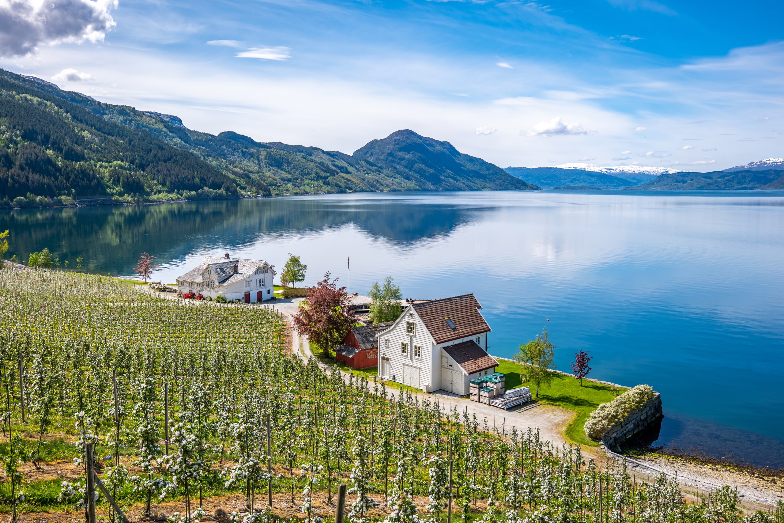Blossoming fruit fram along the Hardangerfjord
