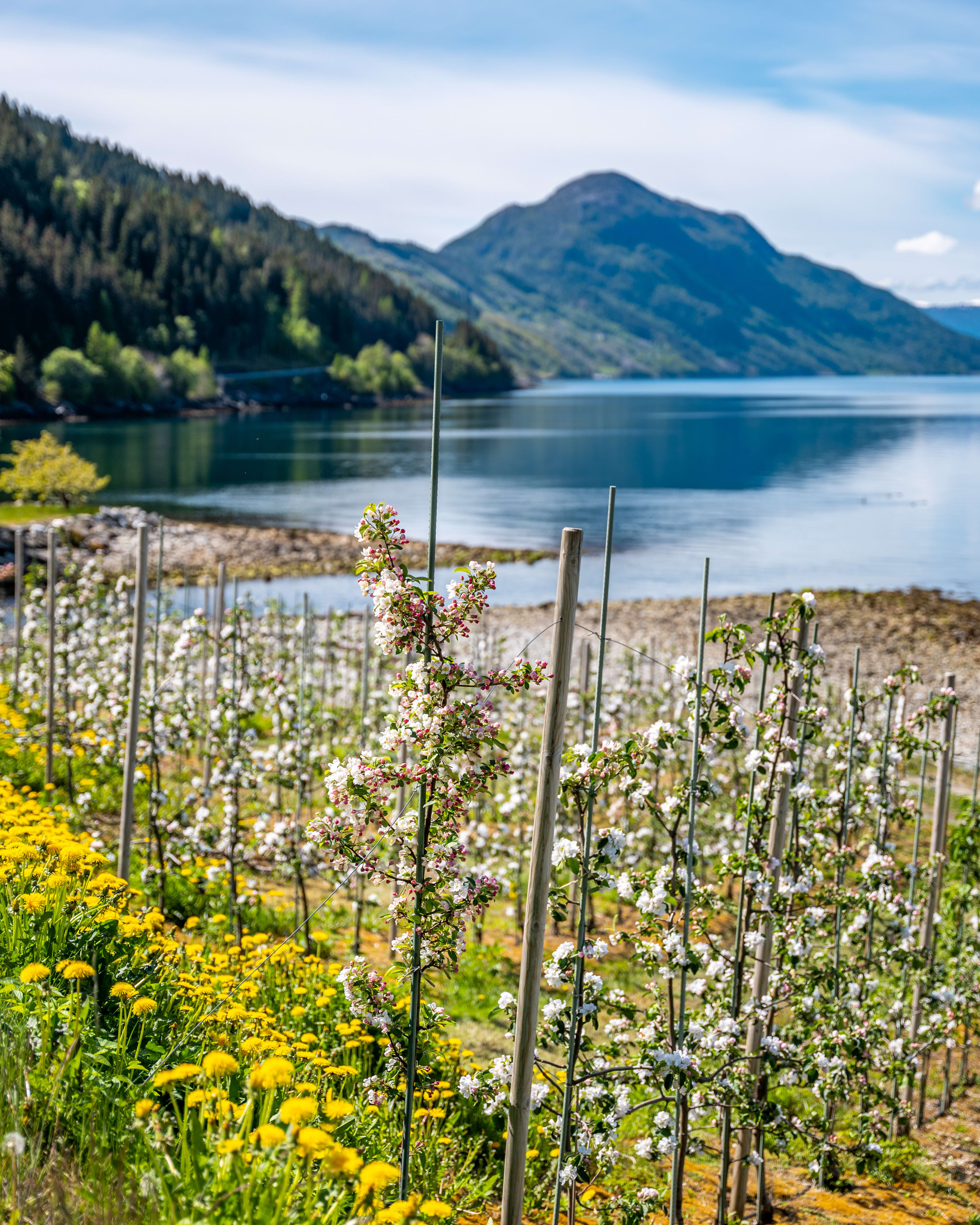 Fruit trees along the Hardangerfjord