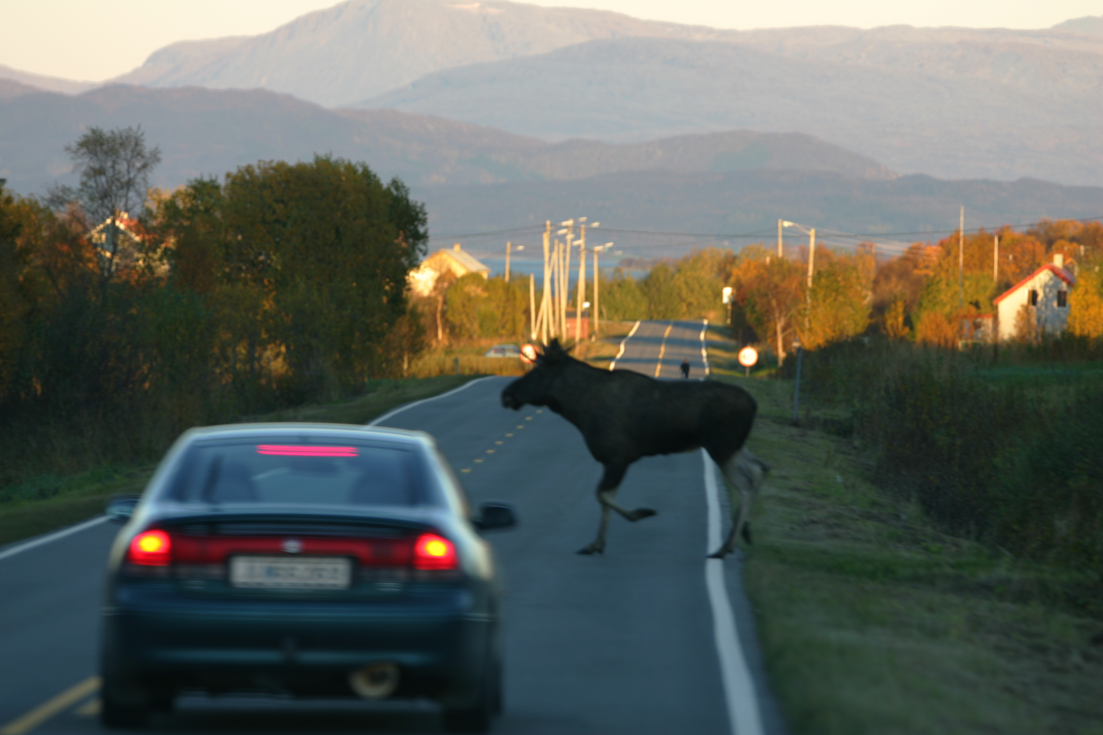 Animals in Arctic Norway Animals in Arctic Norway