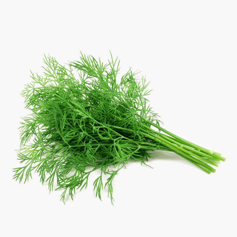 Dill 25g (Spanien)