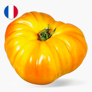 Tomate côtelée jaune - 1 pce (France) Tomate côtelée jaune - 1 pce (France)