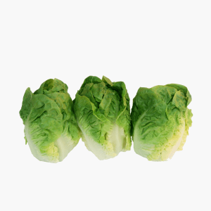 Sucrine - 3 pce (Espagne) Sucrine - 3 pce (Espagne)