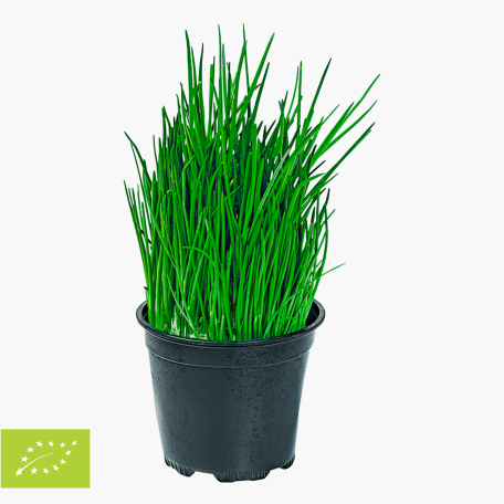 Rewe Bio Schnittlauch im Topf 1 Stk. order online!